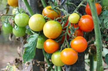 Ripe tomatoes on a branch.