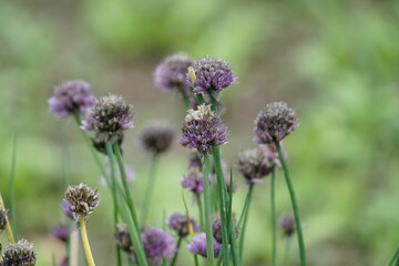 Verwelktes Schnittlauch in einem Garten, Allium schoenoprasum