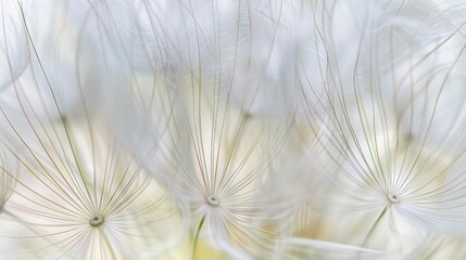 Dandelion seeds, close-up, delicate white, soft morning light, high detail, blurred meadow. 