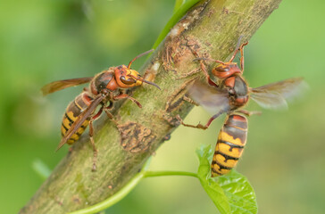 Vespa crabro
