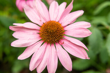 Beautiful daisies growing in the garden. Gardening concept, close-up. The flower is pollinated by a bumblebee.