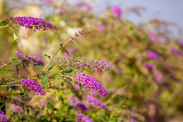 Spring flowers under the rays of sunlight. Lilac flower close-up. Beautiful landscape of nature. Hi spring. Beautiful flowers on a green meadow.