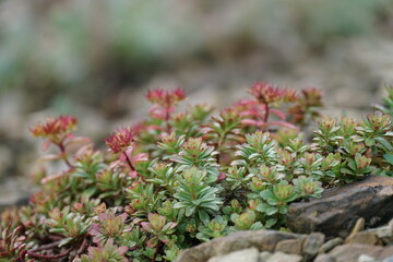 bl&uuml;hendes Sedum in einem Steingarten