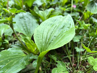 Wet leaves of plantain growing after rain © Iryna_B