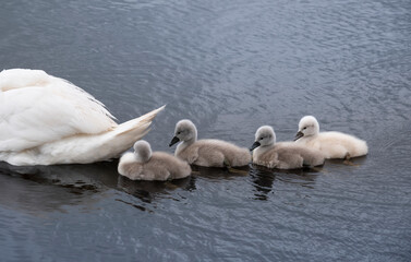 Mute swan (Cygnus olor) young follow their mother in a pond. Six little cute fluffy cygnets