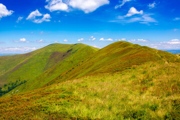 green alpine meadows of carpathian mountain ridge borzhava on a sunny day. grassy rolling hills under the blue sky in summer. popular travel destination to fill the beauty of ukrainian landscape