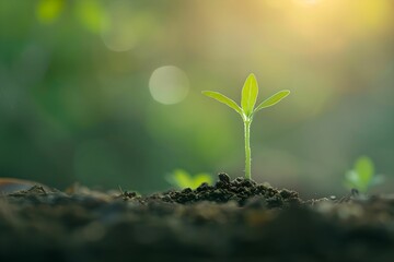 Close-up small sprout in soil bright light growth