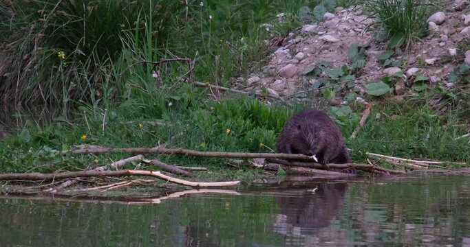 4K video of a beaver eating a branch