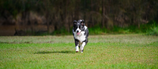 Border Collie dog running in park. Purebred male canine playing on green grass