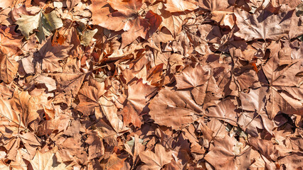 Tree Leaves Fallen Closeup Detail