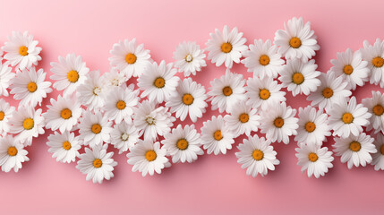 Obraz premium White daisy chamomile flowers on pale pink background