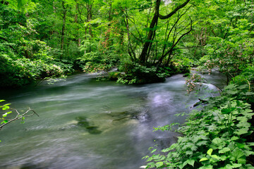 Obraz premium 春の奥入瀬渓流（青森県・十和田市）