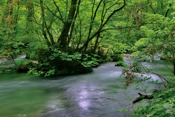 春の奥入瀬渓流（青森県・十和田市）