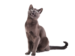 Full body shot of Russian Blue cat, sitting, looking around curiously.