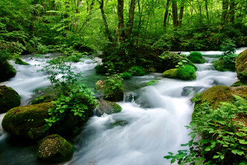 春の奥入瀬渓流（青森県・十和田市）