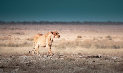 Lion, Namibia, Africa