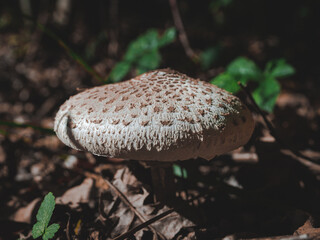 parasol mushroom in forest litter
