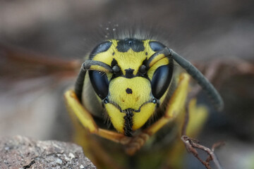 Extreme closeup on the head of a dormant North-American Western Yellowjacket, Vespula pensylvanica