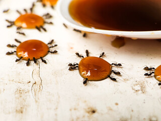 macro groups of ants eating honey drop