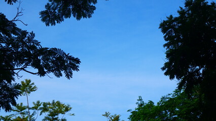Bright blue sky, white clouds, and beautiful branches and leaves