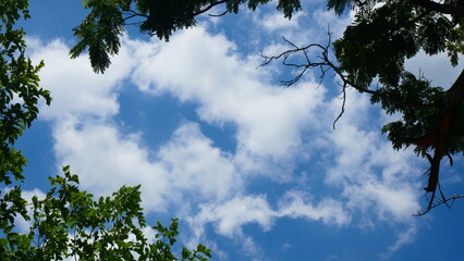 Bright blue sky, white clouds, and beautiful branches and leaves