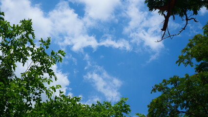Obraz premium Bright blue sky, white clouds, and beautiful branches and leaves