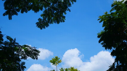 Bright blue sky, white clouds, and beautiful branches and leaves