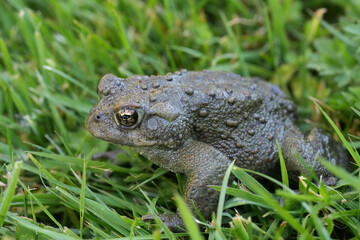 Closeup on an adult Western toad, Anaxyrus or Bufo boreas sitting on the grass