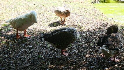 geese were lowering their heads to preen their feathers