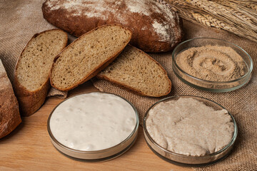 Bread and ingredients for making dough: sourdough, yeast and sourdough on a canvas cloth on a wooden table.