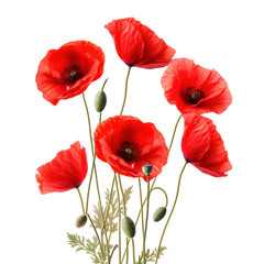Obraz premium Red Poppy Flowers in Full Bloom on Isolated Background, Natural and Floral Artwork.