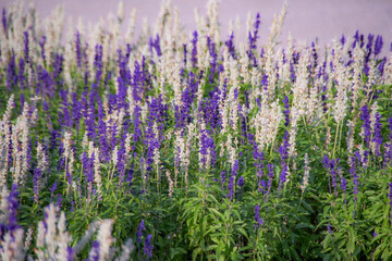 lavender field in region