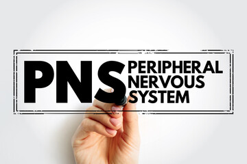 PNS Peripheral Nervous System - responsible for relaying information between your body and brain, acronym text concept stamp