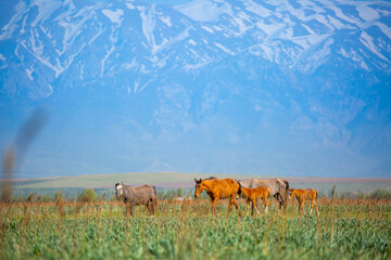 Horse and newborn foal on the background of mountains, a herd of horses graze in a meadow in summer and spring, the concept of cattle breeding, with place for text.