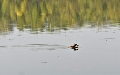ducks in the lake