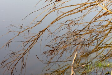 Reflection of tree branches in the water. Selective focus.