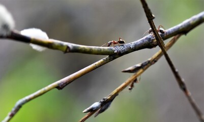 Ants on a pussy willow branch in spring close-up