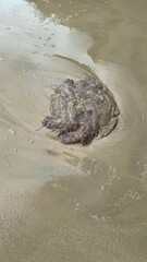 Dead jellyfish on the beach, waves crashing