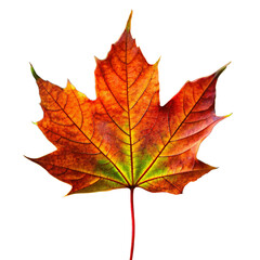 Fototapeta premium autumn, leaf, leaves, fall, maple, nature, tree, orange, season, foliage, yellow, pattern, vector, plant, seamless, color, design, red, illustration, brown, texture, wallpaper, october, forest, septem