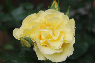 yellow rose in the garden