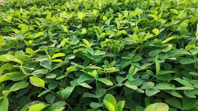 Lush green peanut plants thrive in a summer field, symbolizing agricultural abundance and outdoor summer activities
