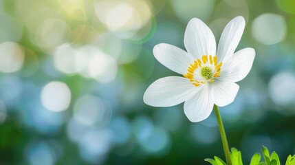 Single white flower against a blurred background, representing purity and innocence in its simplicity.