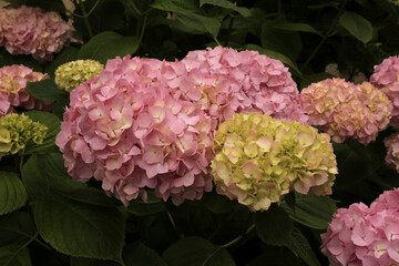 Massif de bouquets d'hortensias roses