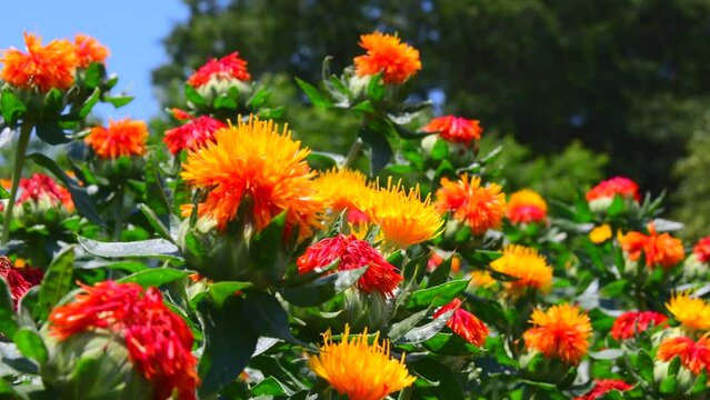 ベニバナ畑　紅花　埼玉県　桶川市