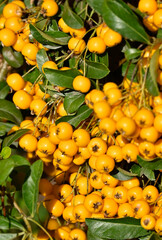 Sorbus Aucuparia plant