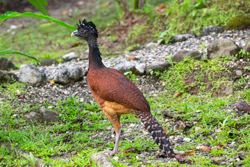 Great Curassow (crax ruba) feeding in the early morning in Costa Rica