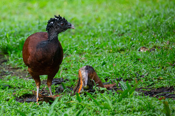 Great Curassow (crax ruba) feeding in the early morning in Costa Rica