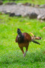 Great Curassow (crax ruba) feeding in the early morning in Costa Rica