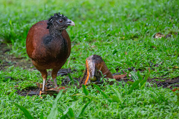 Great Curassow (crax ruba) feeding in the early morning in Costa Rica