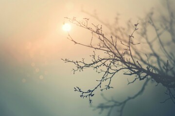 Fototapeta premium Tree light backlighting sunlight